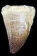 Mosasaur (Prognathodon) Tooth #32220-1